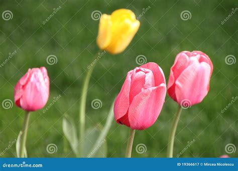 Gelbe Tulpe Bild Bild 19366617