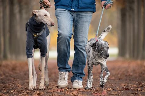 5 consejos para pasear al perro equipo de correa o arnés Blog