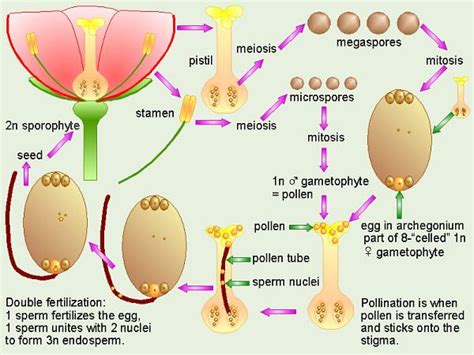 Simple Water Lily Life Cycle Diagram Cycle Water Diagram Hyd