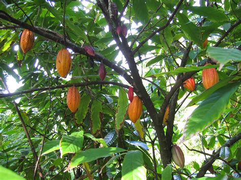 Animales Y Plantas De Perú Cacao Theobroma Cacao Patrimonio