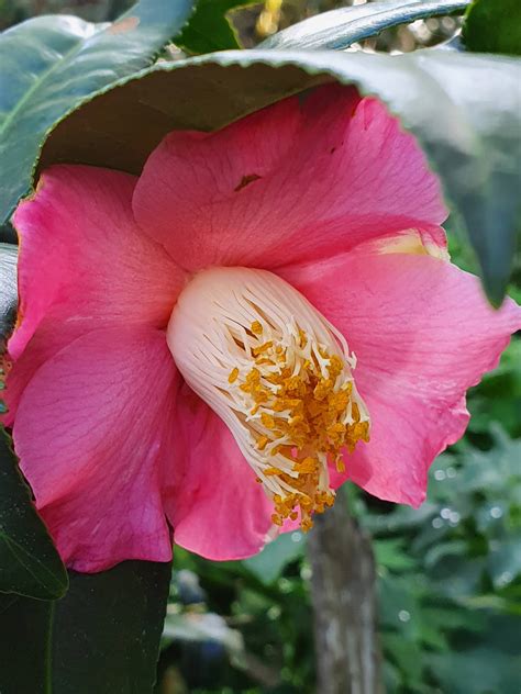 Camellia Single By Angela808 On Deviantart