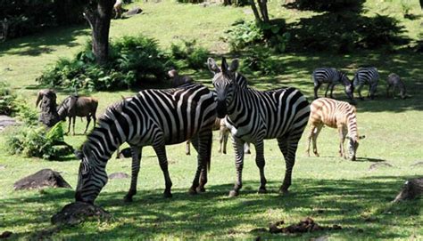 Berbagai Wahana Di Taman Safari Indonesia 2