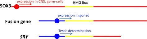 How To Evolve New Vertebrate Sex Determining Genes Graves 2013