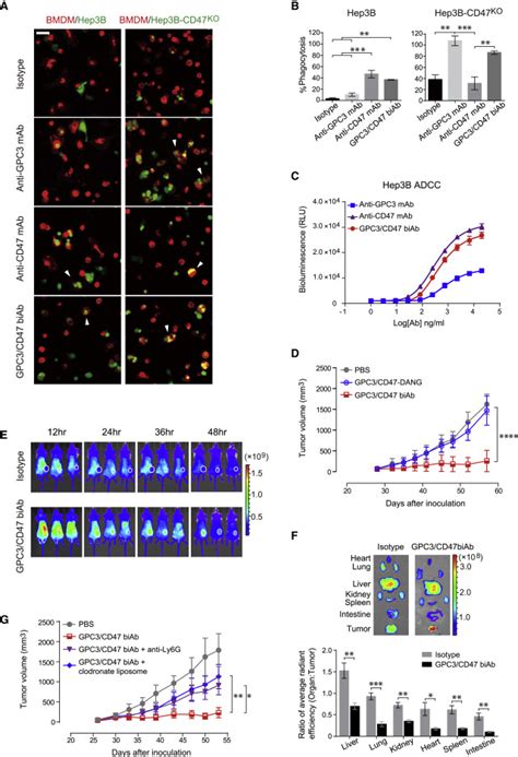 A Bispecific Antibody Targeting Gpc3 And Cd47 Induced Enhanced Antitumor Efficacy Against Dual