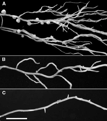 Nodulated Lateral Roots Of 25 D Old A Wild Type And B And C Na 1