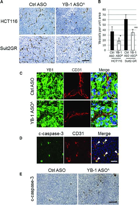 I V Administered Yb Aso A Suppresses Tumor Growth In Vivo Through