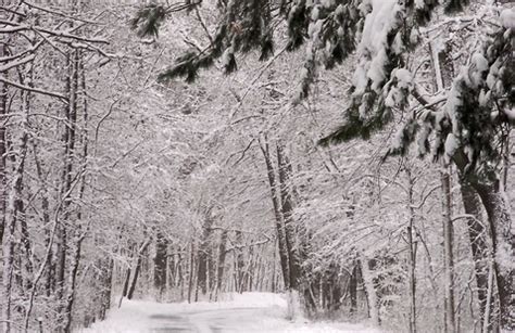 Winter Animal Search Party, Indiana Dunes State Park - State of Indiana