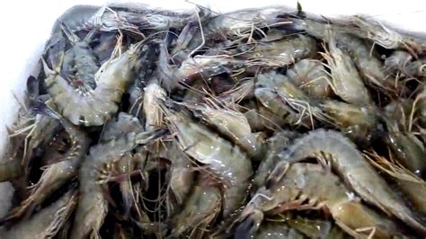 Petani Tambak Udang Windu Cirebon YouTube