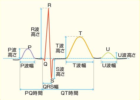 心電図の読み方｜心電図の基礎を学ぼう｜看護roo カンゴルー 生理学 読み方 看護