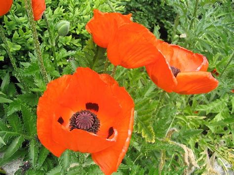 How To Grow Poppies A Cottage Garden Favorite HubPages