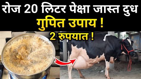 गाय म्हैस देतील सर्वात जास्त दूध या उपायानेcow Buffalo Milk Increase Profitable Dairy Farming