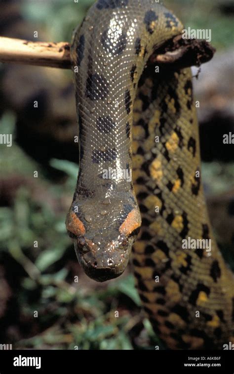 SNAKE Anaconda Stock Photo - Alamy