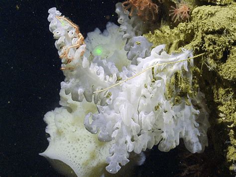 Scientists Discover New Species of Deep-sea Sponge in Cordell Bank ...