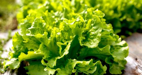 How To Grow Lettuce Farmers Almanac Plan Your Day Grow Your Life