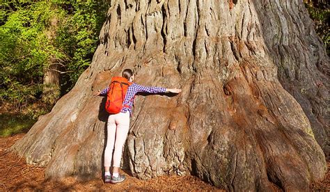 Biggest Tree In The World World S Tallest Tree Is Higher Than Big Ben