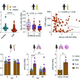 Mir Is Differentially Regulated In Human Serum Murine Lung Tissue