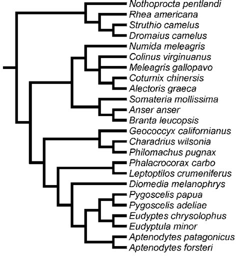 Phylogenetic Hypothesis Was Used For Independent Contrasts Analyses Download Scientific