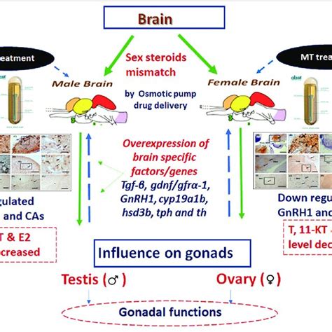 The Schematic Diagram Represented The Role Of Mismatched Sex Steroids