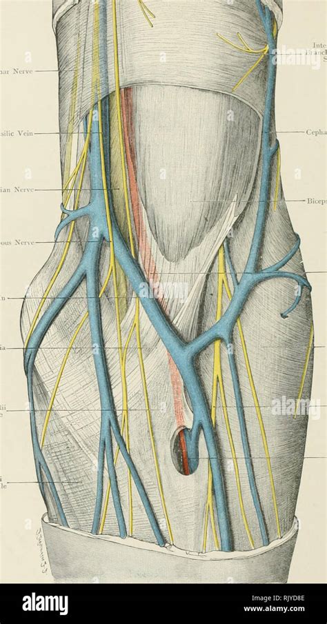 Antecubital Fossa