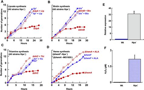 H 2 O 2 Does Not Poison Radical Sam Enzymes Involved In Cofactor