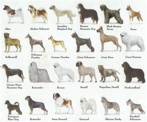 Why Breed Isn't the Only Thing that Matters | How I Met My Dog