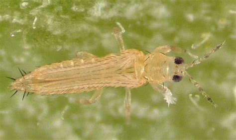 Florida flower thrips - Frankliniella bispinosa