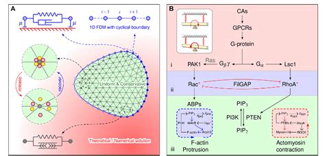 Figure From Two Complementary Signaling Pathways Depict Eukaryotic