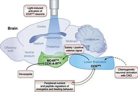 Neural Circuits Decoding Obesity In The Brainstem ELife