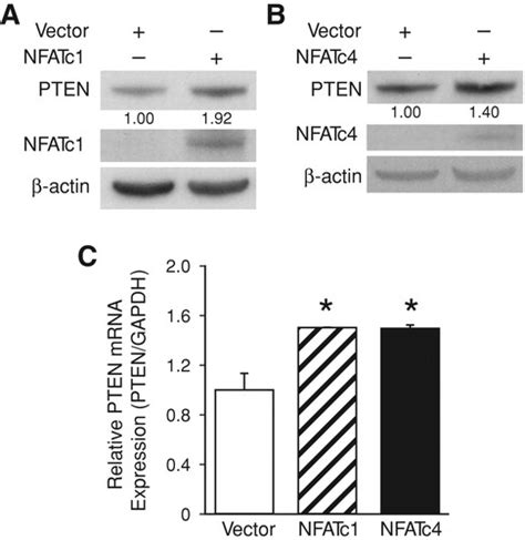 Nuclear Factor Of Activated T Cells NFAT Signaling Regulates PTEN