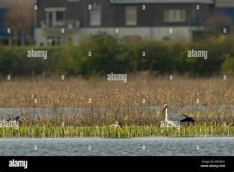 White Stork Walking Hi Res Stock Photography And Images Alamy