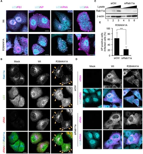 Frontiers Influenza A Virus NS1 Protein Suppresses JNK1 Dependent