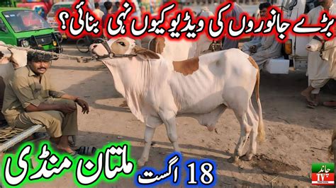 Today Sunday New Multan Cow Mandi Fresh Latest Update Best Cholistani