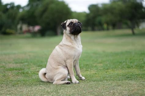 Retro Pug: An Iconic Dog - Animals Around The Globe