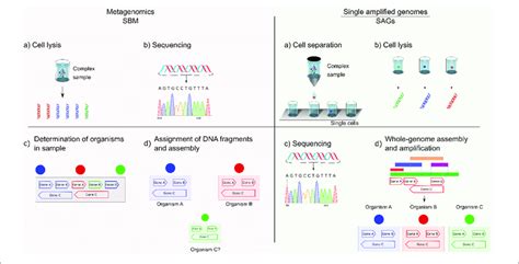 Schematic Comparison Of Sequence Based Metagenomics Sbm And Single