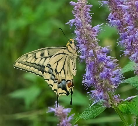 Birthday Butterfly Feeding On Hyssop Mike Friel Flickr