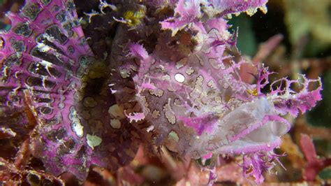 Lionfish Scorpionfish Facts Underwater Asia