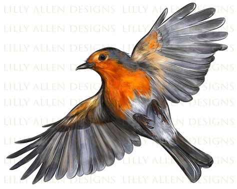 Flying American Robin Bird Png American Robin Bird Png Sublimation