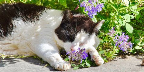 Faut il emmener son chat en vacances avec soi ou le laisser à la maison