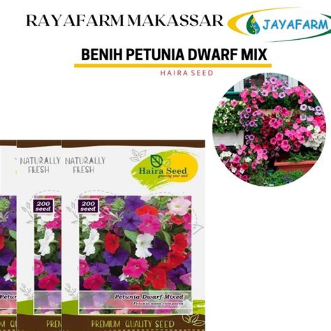 Jual BENIH BUNGA PETUNIA DWARF MIX HAIRA SEED Shopee Indonesia