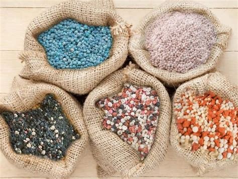 Лучшие удобрения для садовых цветов — Fertilizer Daily