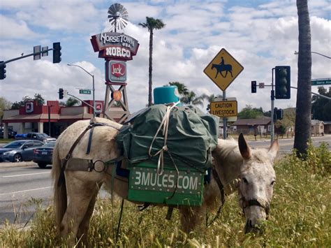 Norco – HorseTown USA – 3MULES.COM