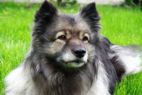 Dog breed, Keeshond | Dutch Barge Dog - Furry Friends Gear