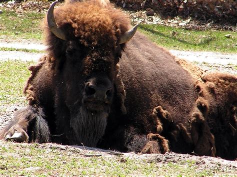 American Buffalo Free Stock Photo Public Domain Pictures