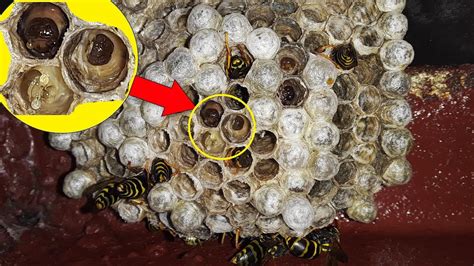 What S Inside A Wasp Nest Youtube