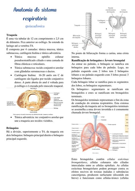 Solution Anatomia Do Sistema Respirat Rio Studypool