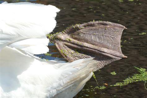 Swan Leg Webbed Feet - Free photo on Pixabay - Pixabay