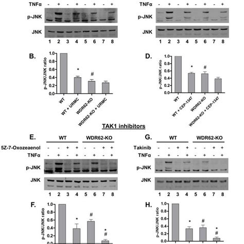 Wdr Mediates Tnf Induced Jnk Activation Through Mlk A D