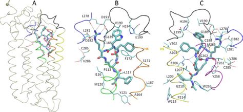 The Structure Of Binding Mode Panel A The C Ar Backbone Is Shown