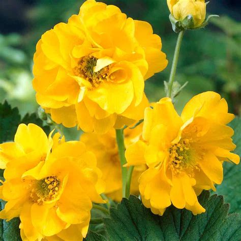 Geum Lady Stratheden Power Module J Parker Dutch Bulbs Flower Seeds Herbaceous Perennials