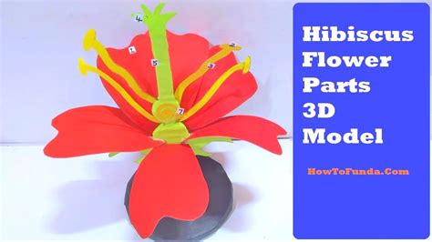 3d Flower Model Science Project